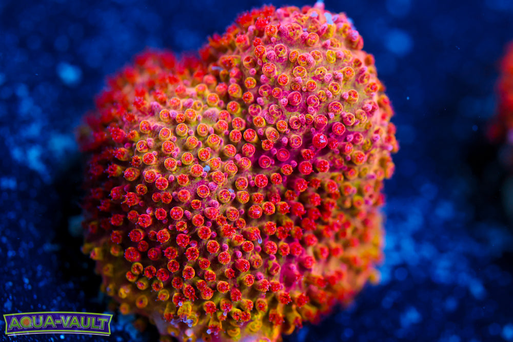 Lethal Stylocoeniella
