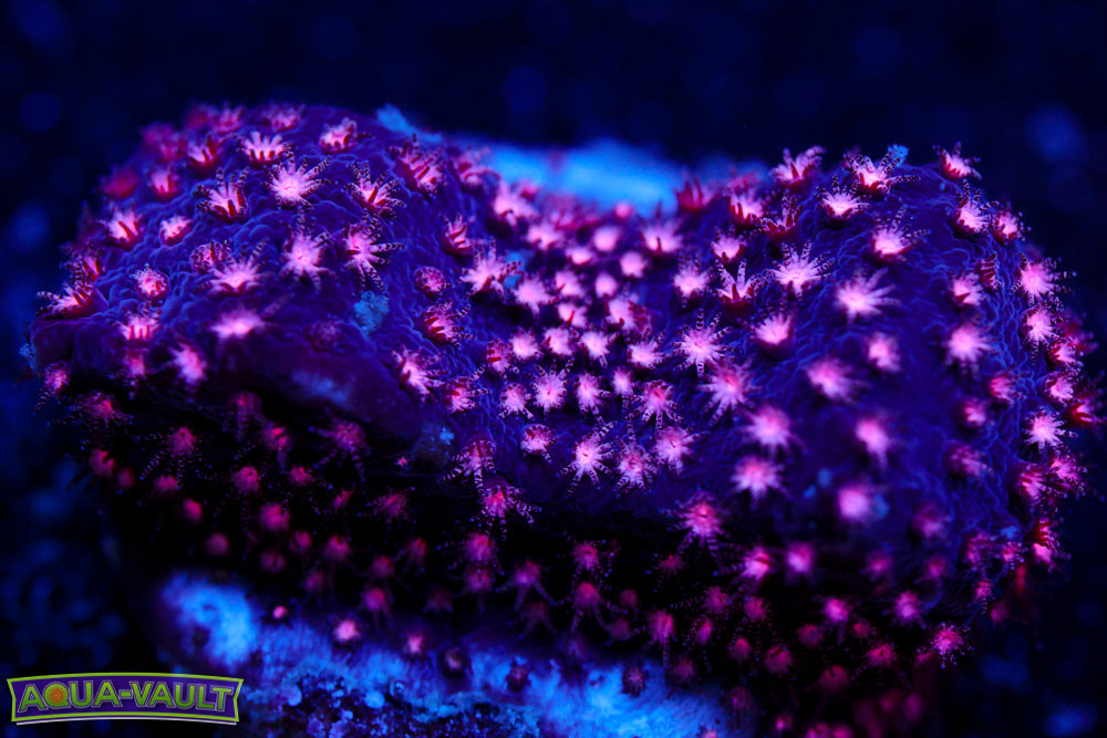 ECC Purple Passion Stylocoeniella