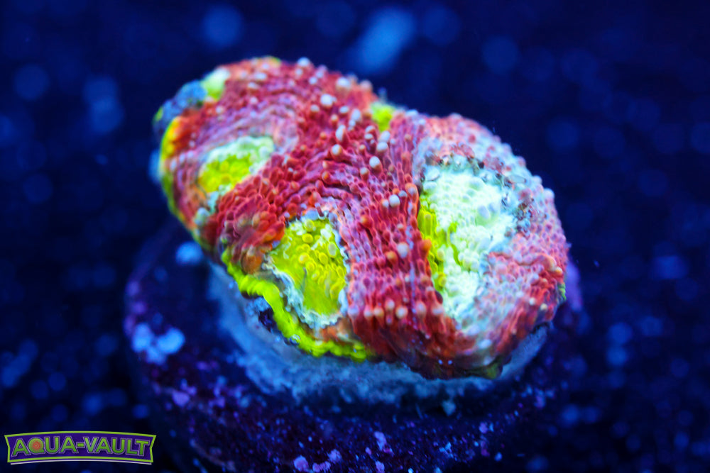 Enchanted Acanthastrea