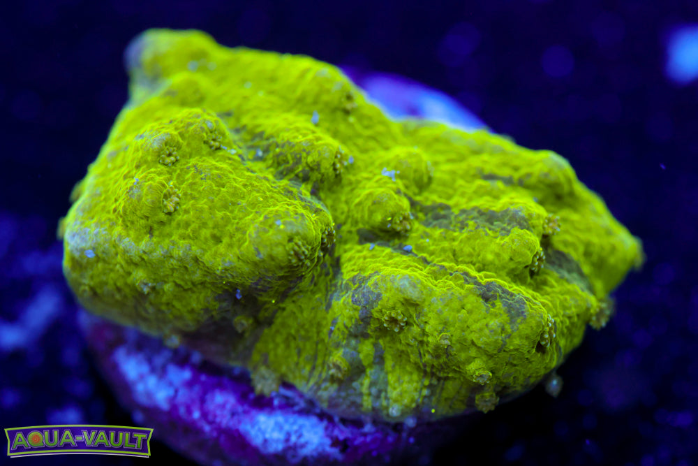 Grafted Astreopora
