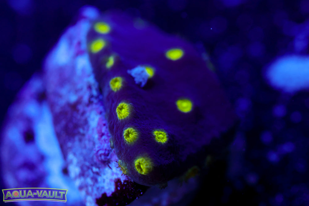 Neon Scroll Coral