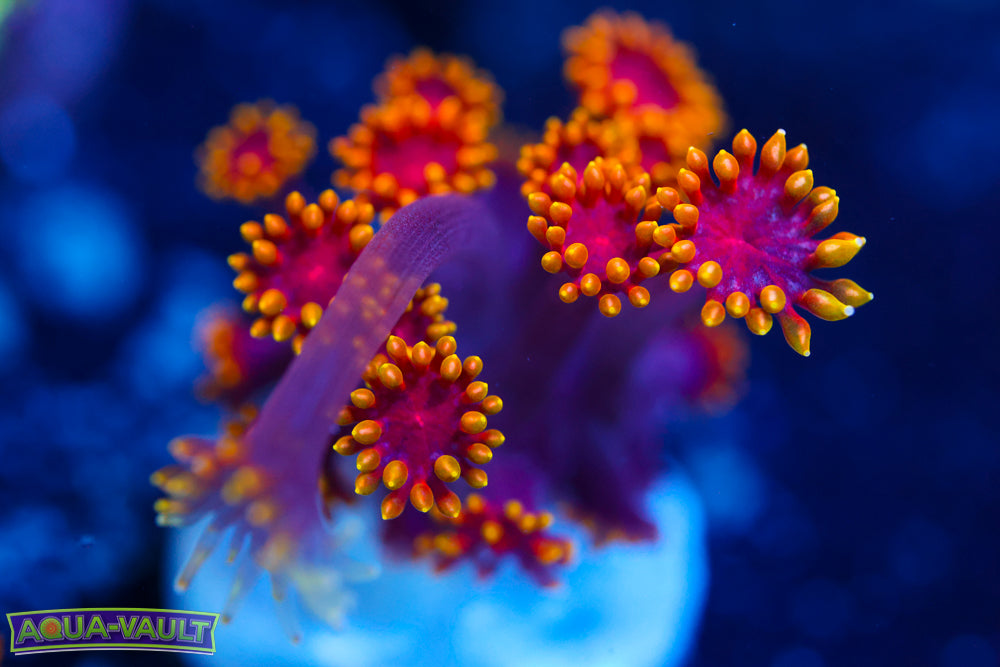 Rainbow Bernardpora