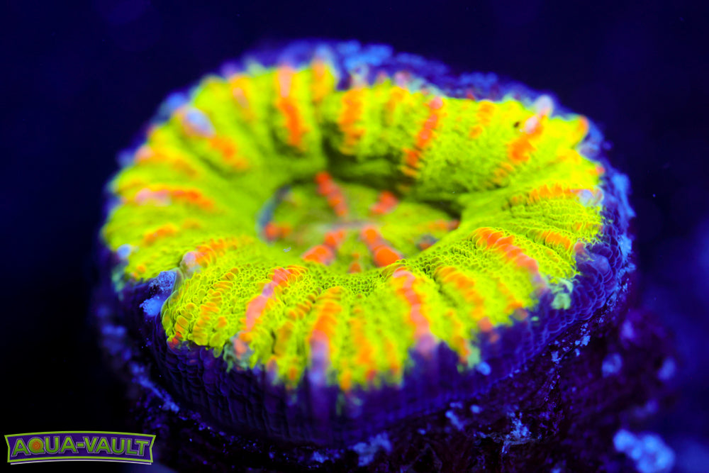Green Apple Button Scoly