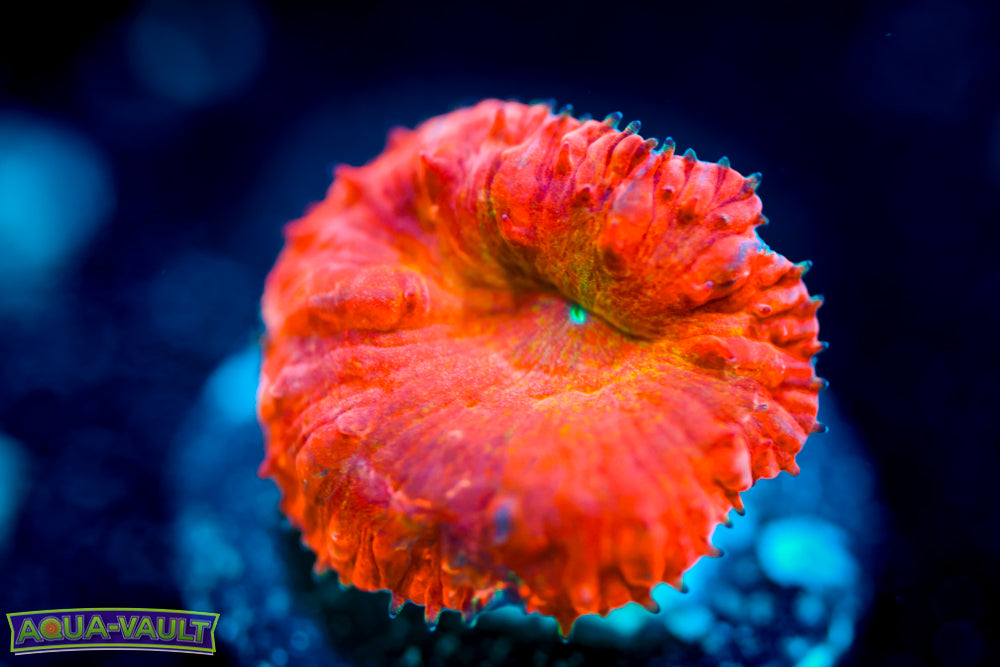 WWC Rainbow Blasto