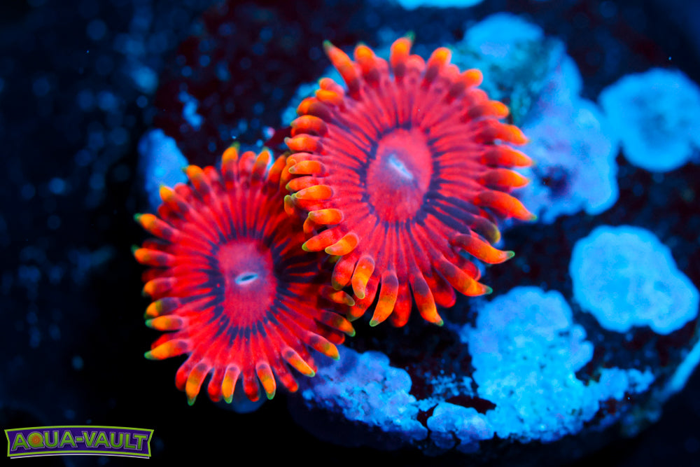 Burning Ember Zoa