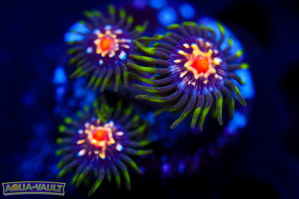 JF Stargazer Zoa