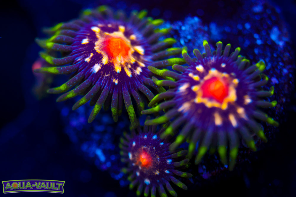 JF Stargazer Zoa