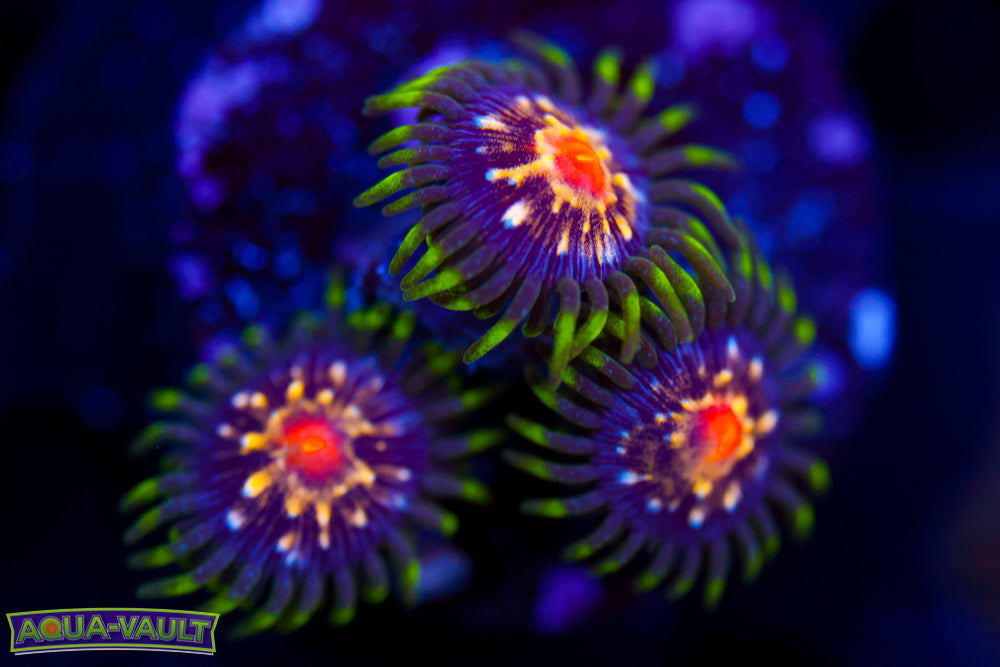 JF Stargazer Zoa
