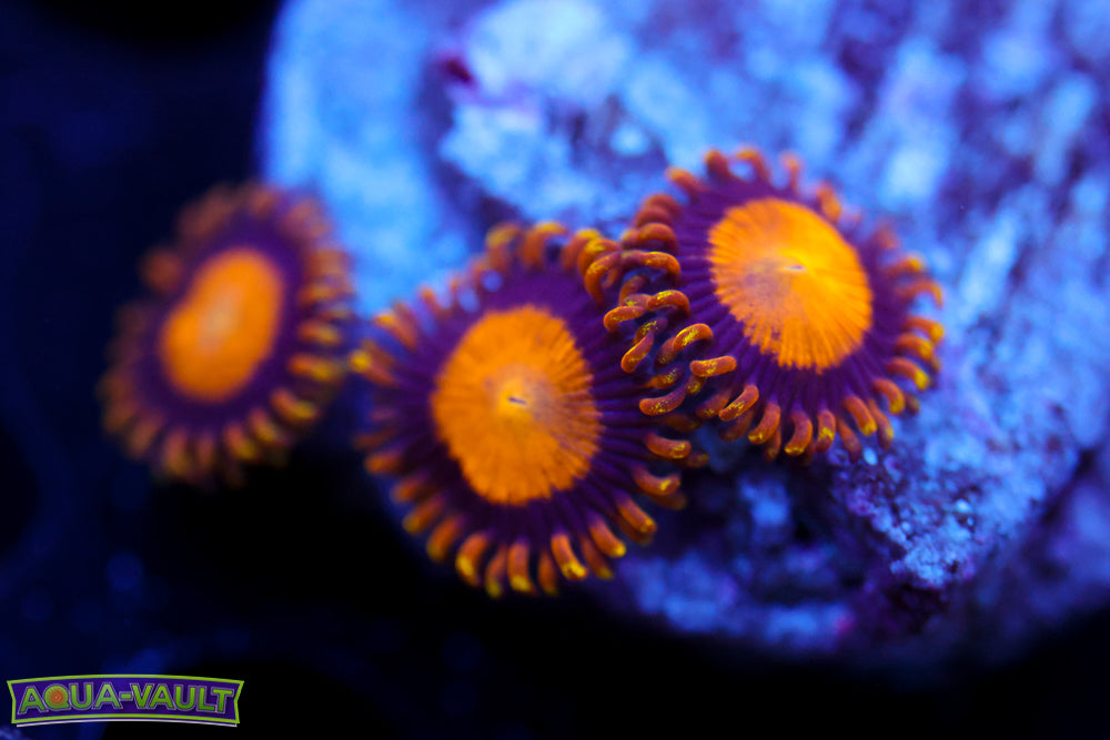 King Midas Zoa