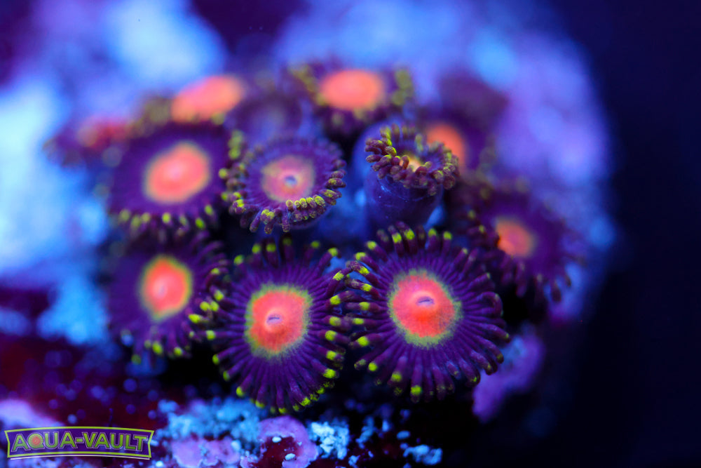 PZ Promethean Zoa