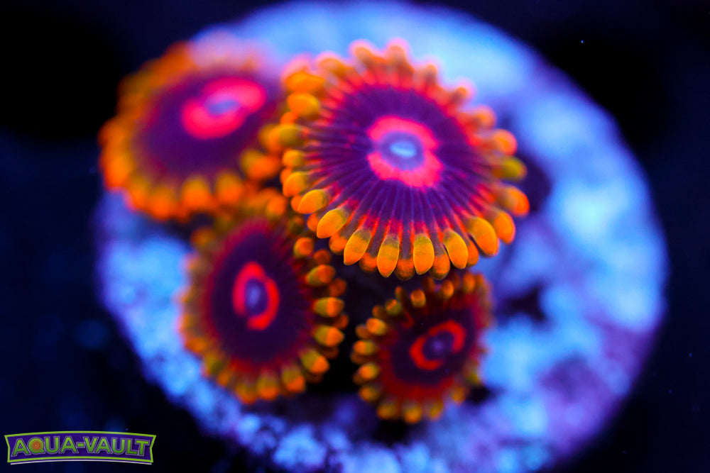 Mind Trick Zoa