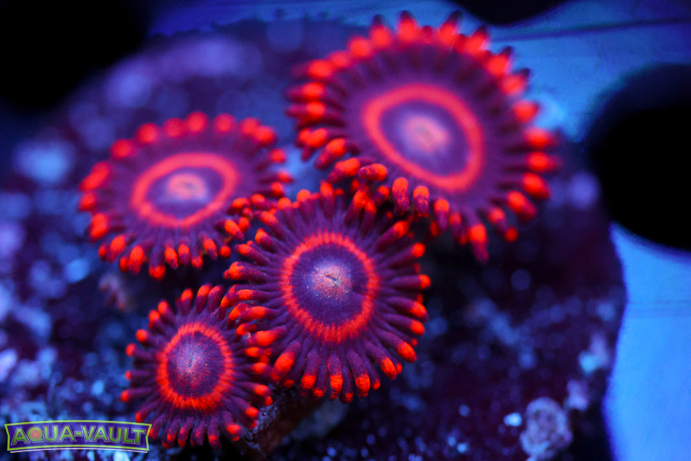 Red Hornet Zoa