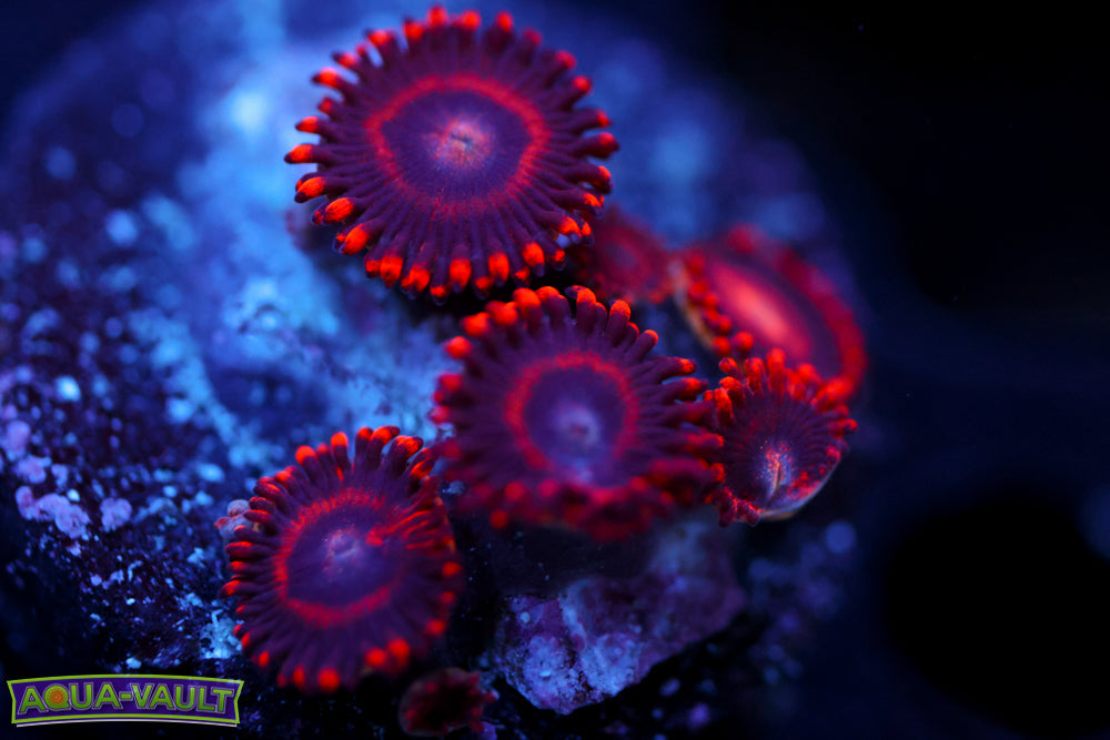 Red Hornet Zoa