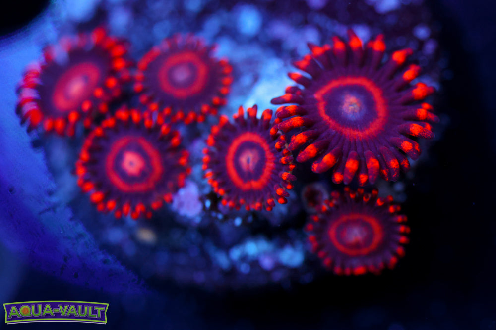 Red Hornet Zoa