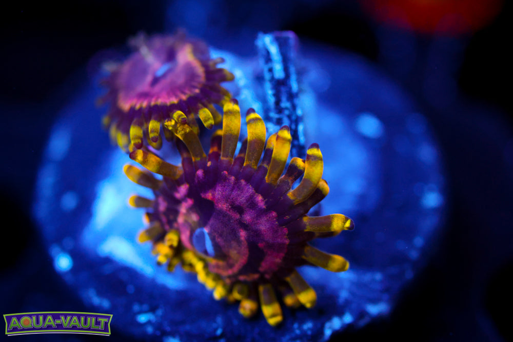 Purple Monster Zoa