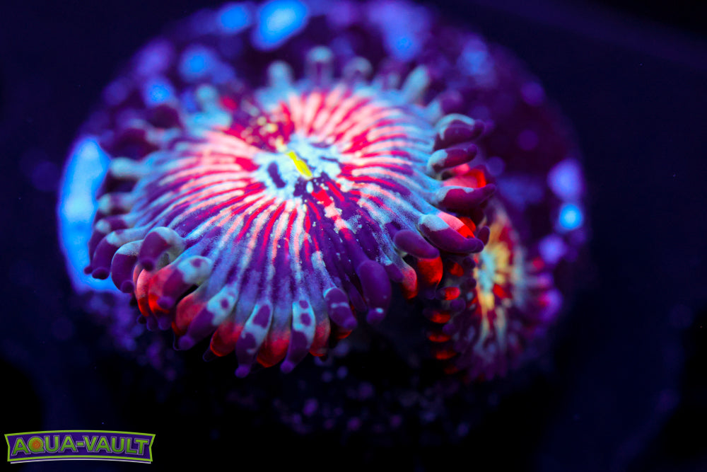 White Zombie Zoa