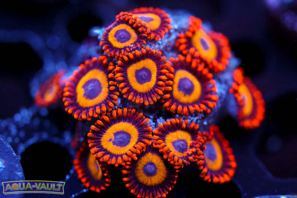 Eagle Eyes Zoa