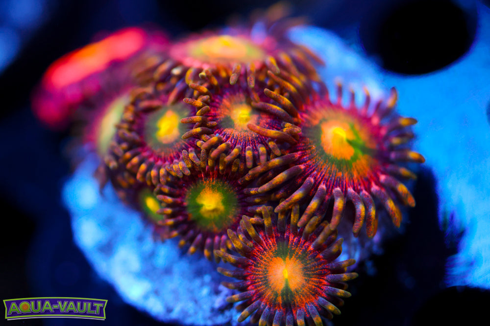 Laser Lemon Zoa