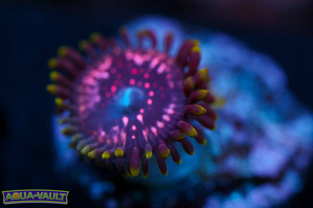 WWC Taser Zoa
