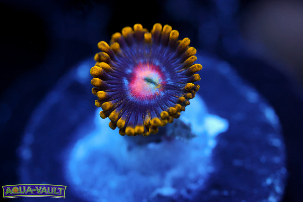 CV Blow Pop V2 Zoa