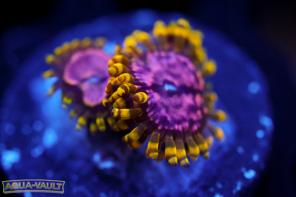 Purple Monster Zoa