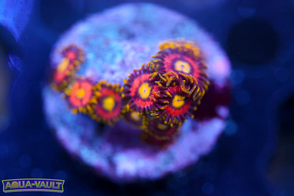 Joe's Crab Nebula Zoa