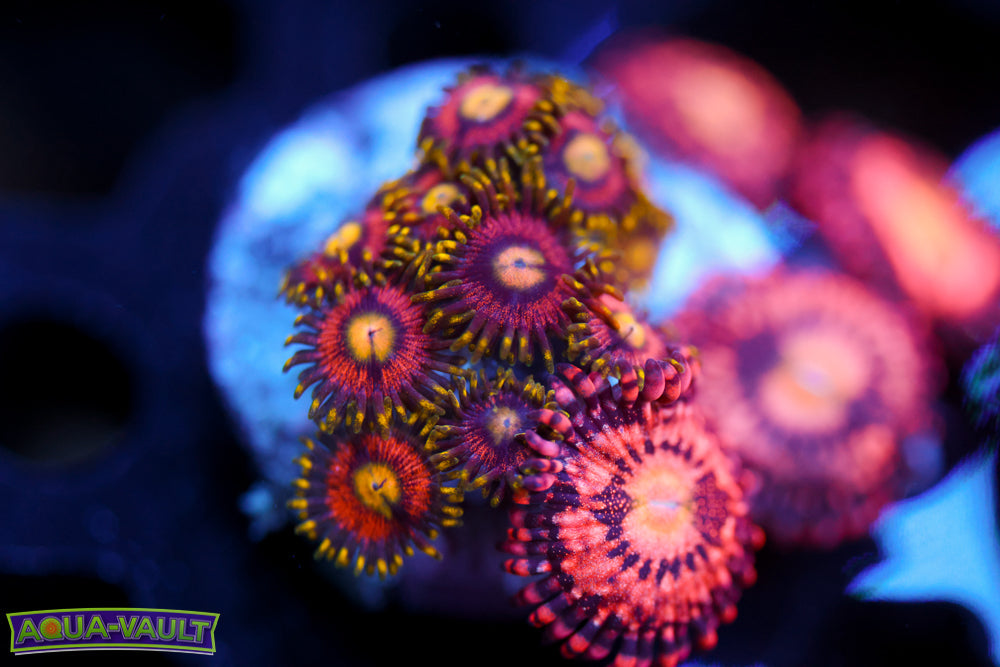 Joe's Crab Nebula + JF Cry Baby Zoa