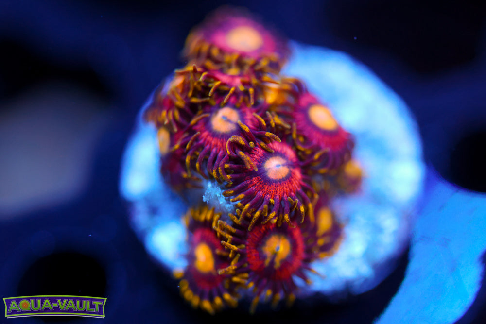 Joe's Crab Nebula Zoa