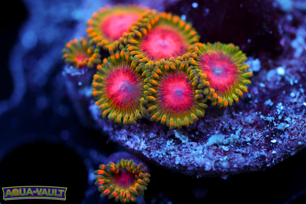 Awesome Blossom Zoa