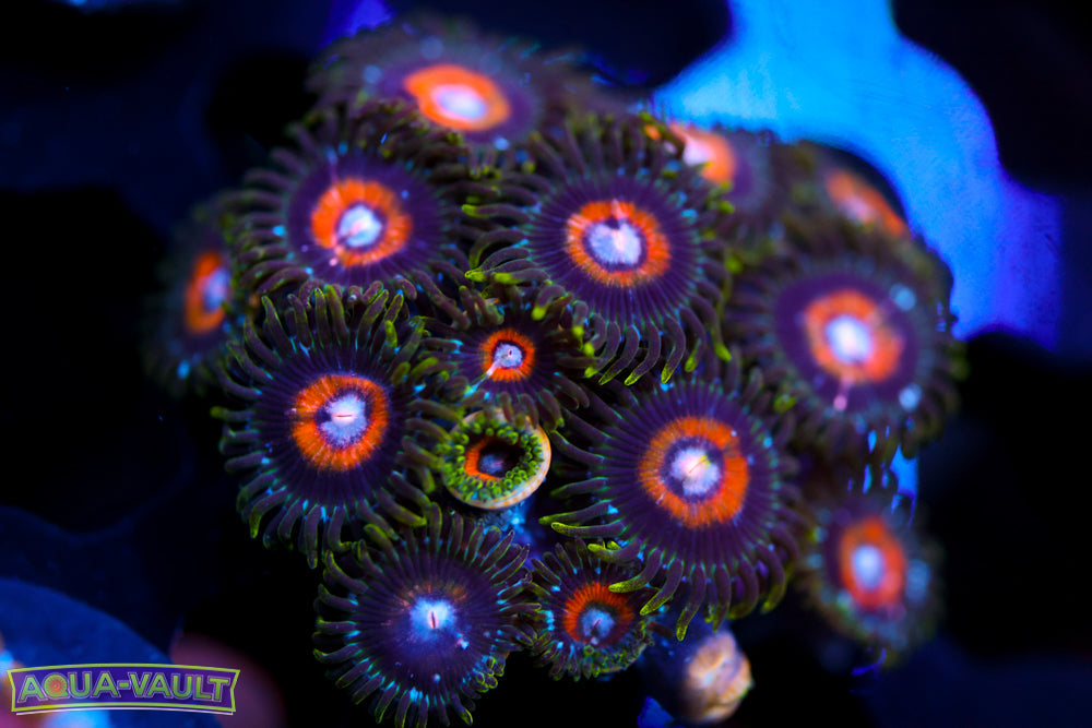 Ultra Nipple Zoa