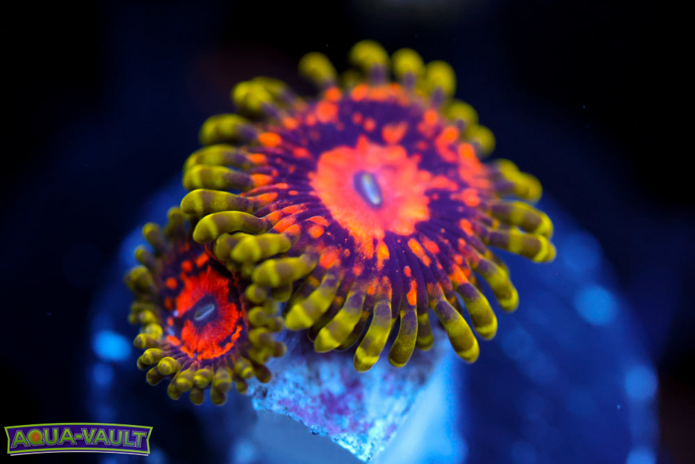 Marvin the Martian Zoa