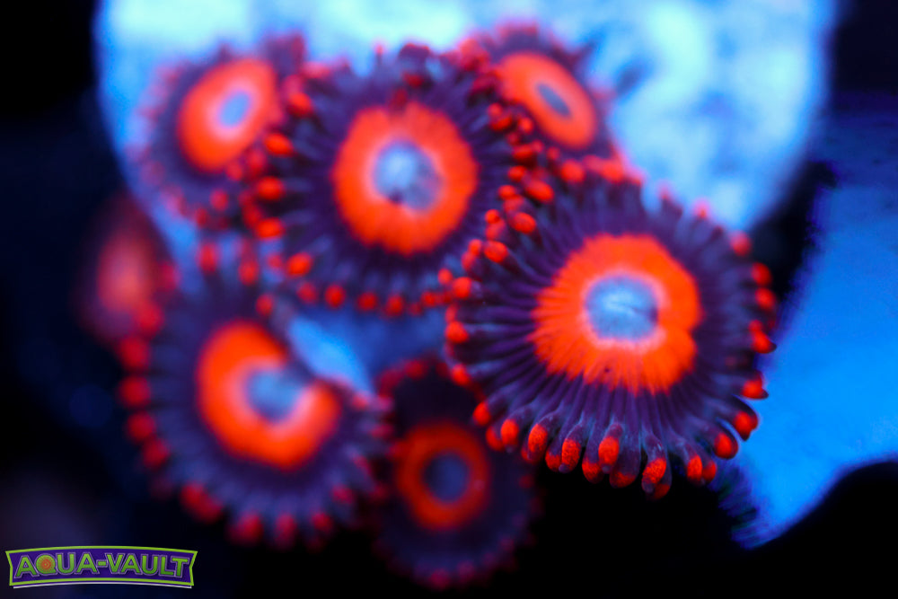Orange Oxide Zoa