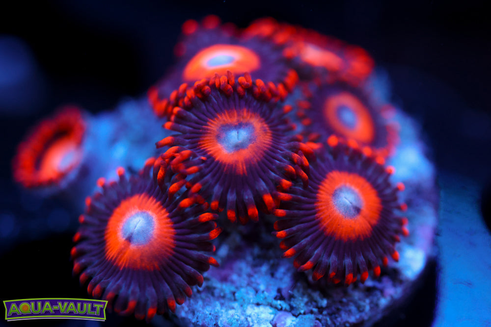 Orange Oxide Zoa