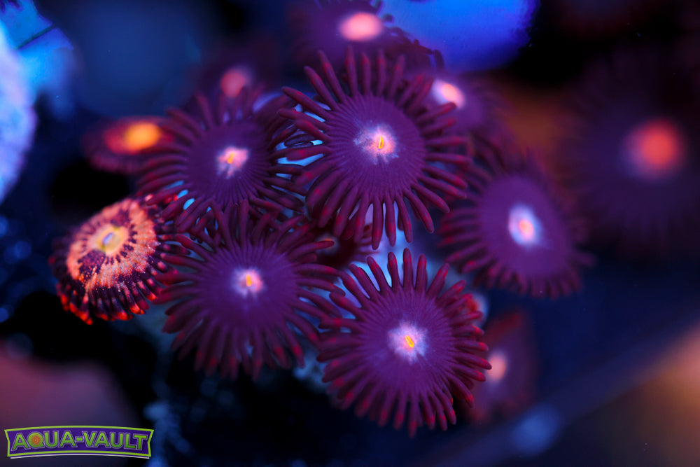 JPS Mystique Zoa