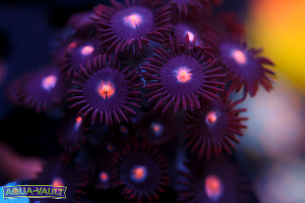JPS Mystique Zoa