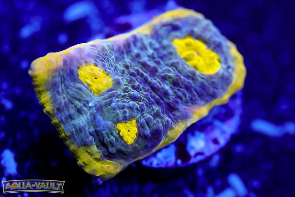 Tig o' Bitties Chalice