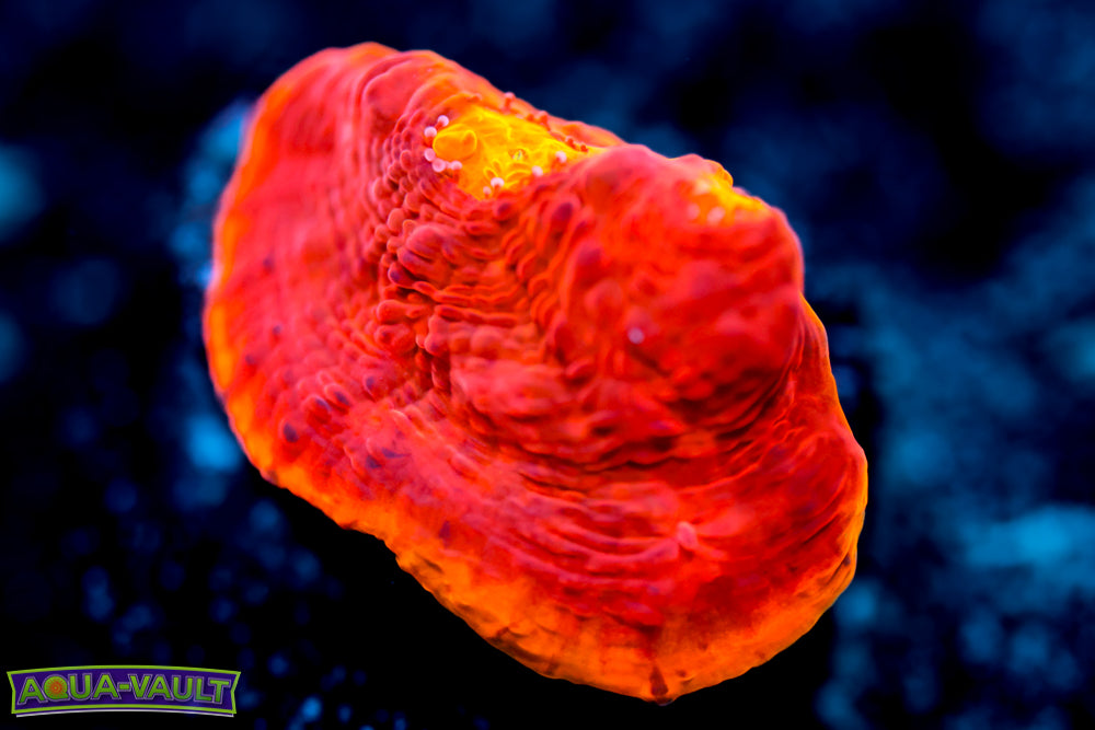 CB Flaming Bugatti Chalice