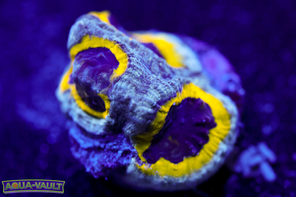 Lemony Slime Time Platy