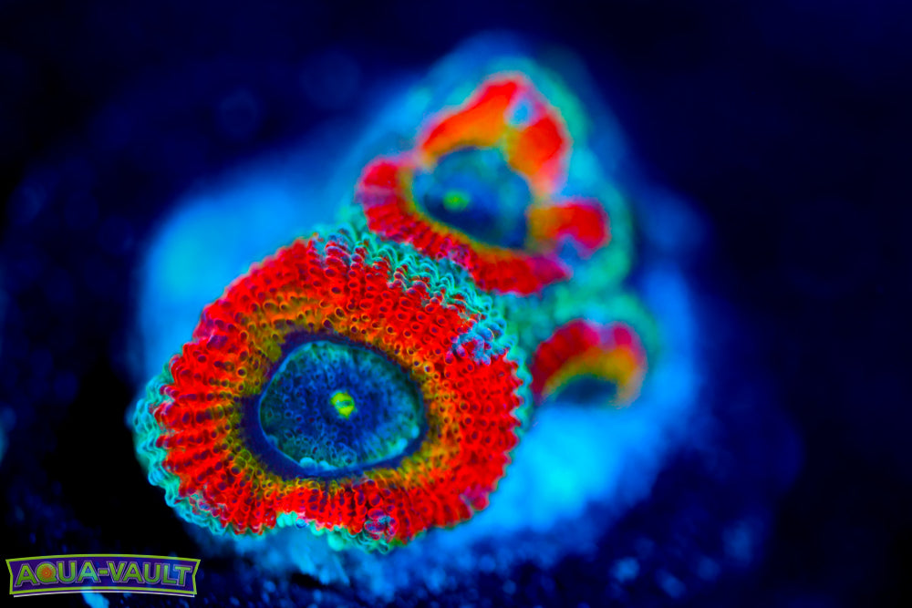 Fruit Loops Micromussa