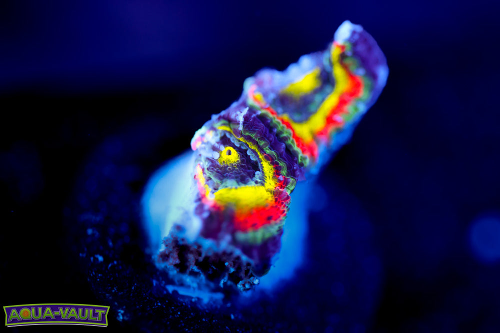 F2M Holy Grail Micromussa