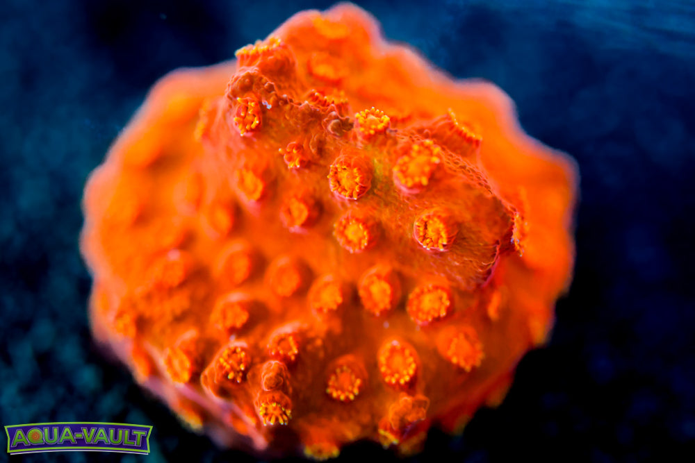 Spitfire Cyphastrea