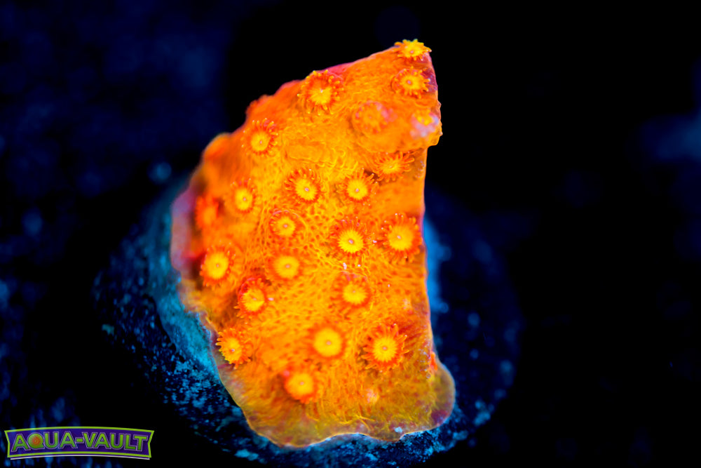 Spitfire Cyphastrea