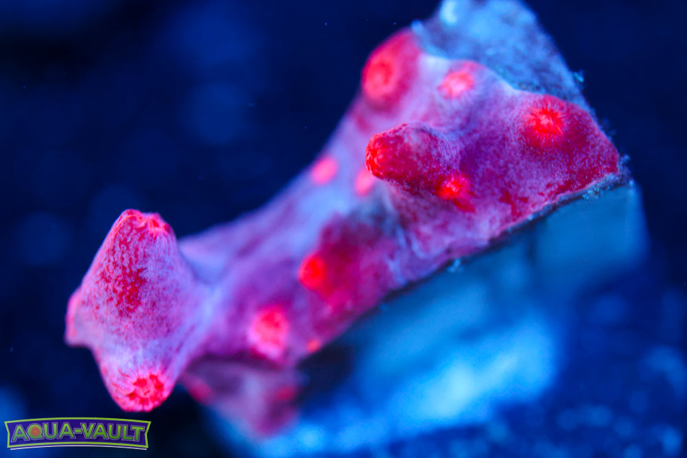 Branching Purple Cyphastrea