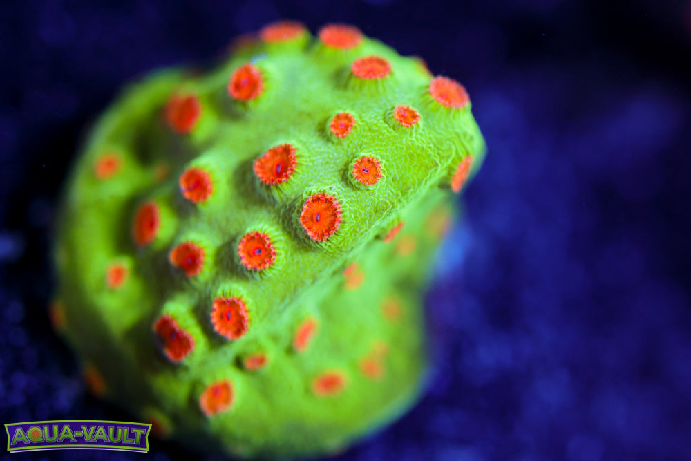 Jingle Bell Cyphastrea