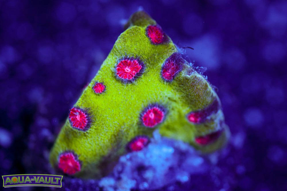 Alien Pox Cyphastrea