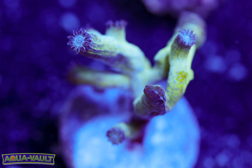 Branching Green Cyphastrea