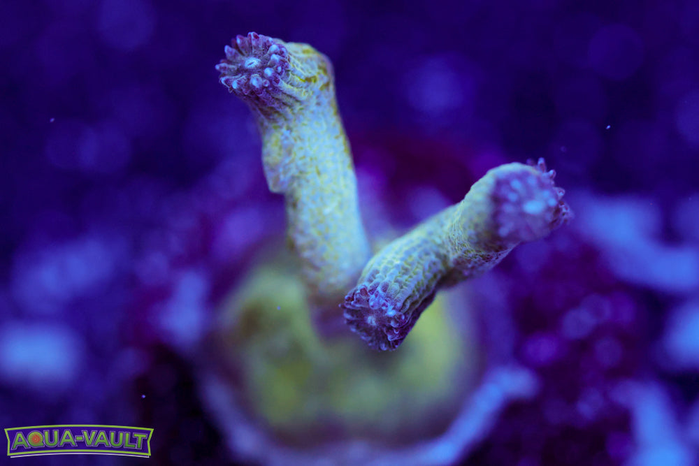 Branching Green Cyphastrea