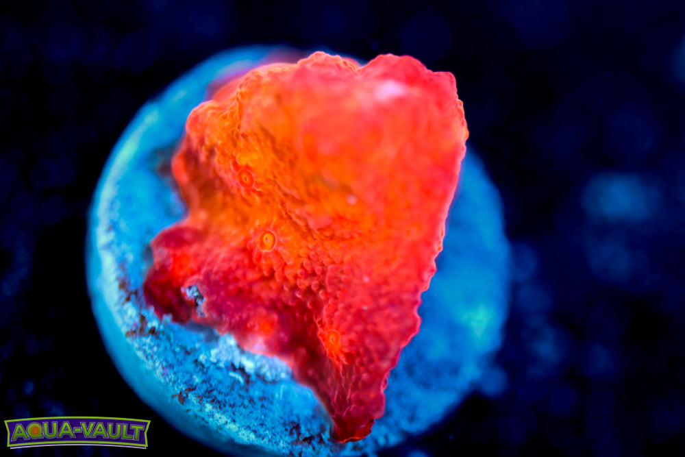 Blood Cyphastrea