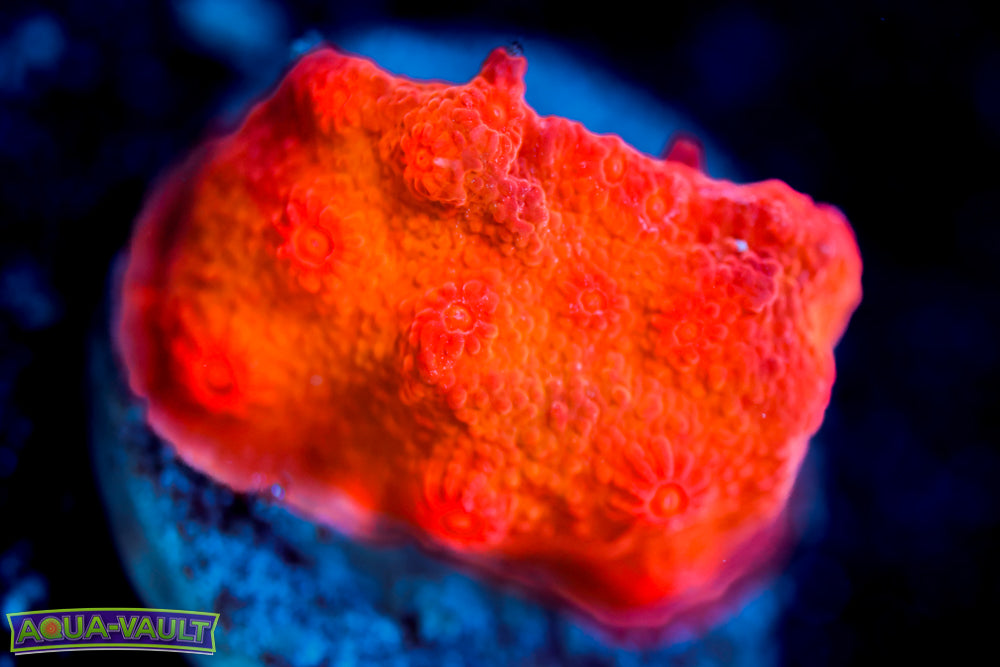 Blood Cyphastrea