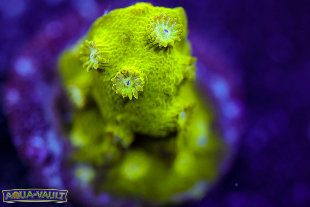 Toxic Cyphastrea